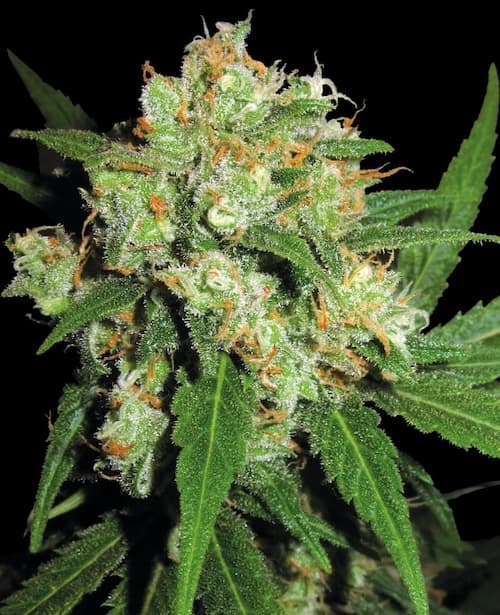 SENSI SEEDS Sensi Skunk Feminized Seeds